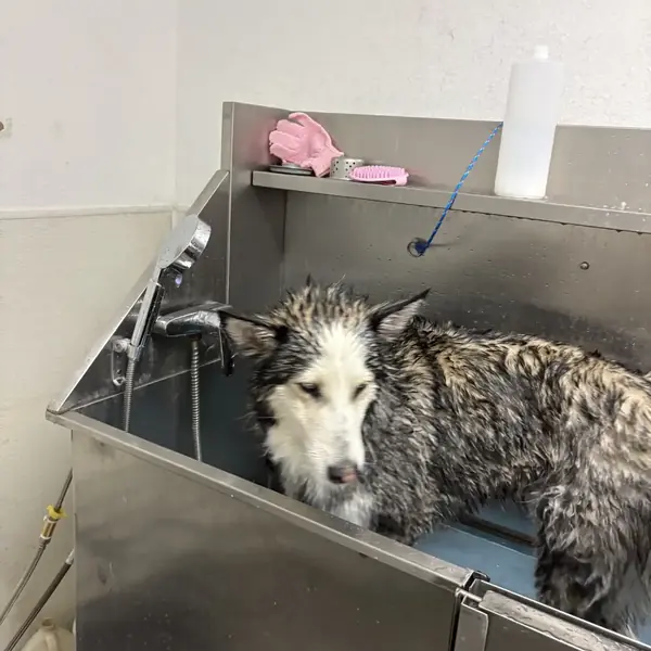 Dog spa day at K9 Rox Club grooming